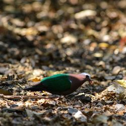 High angle view of bird perching on a land