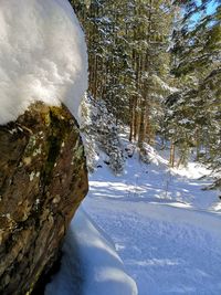 Snow covered land by trees