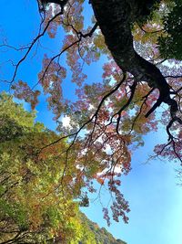 Low angle view of trees against sky