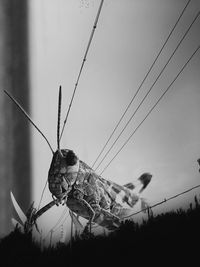 Low angle view of birds perching on power line