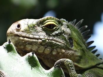Close-up of lizard