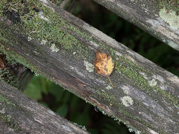 Close-up of insect perching on wood