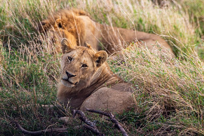 Lions in the savannah,tanzania