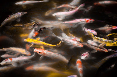 High angle view of koi carps swimming in pond