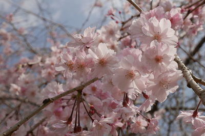 Close-up of cherry blossom