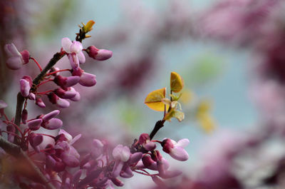 Close-up of pink flowering plant