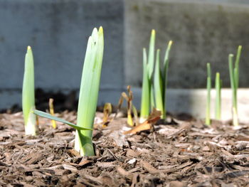 Close-up of fresh plants in field