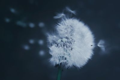 Close-up of dandelion flower