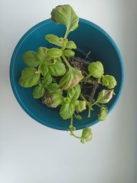 Basil in blue flower pot, close up wit white background