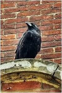 Bird perching on brick wall