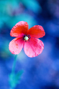 Close-up of red rose flower