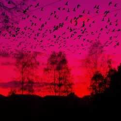 Low angle view of silhouette birds against sky during sunset