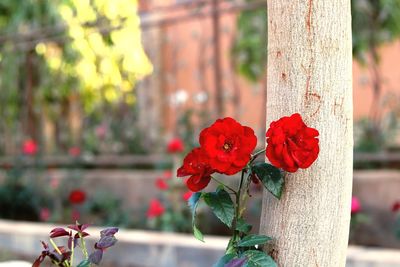 Close-up of red flowering plant against tree trunk