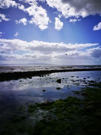 Birds flying over sea against sky