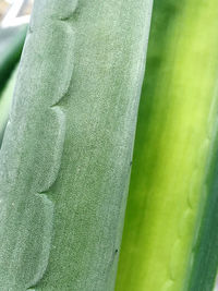 Close-up of green leaf against blurred background