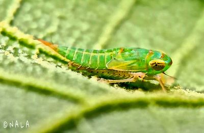 Close-up of insect on leaf