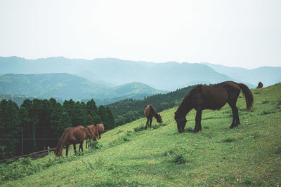 Horses grazing on field