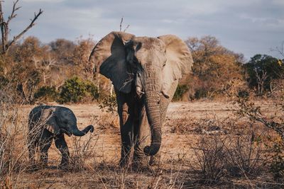 Baby and mother elephant