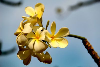 Low angle view of yellow flowering plant against sky