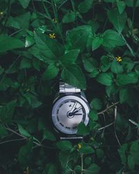 High angle view of clock on plants