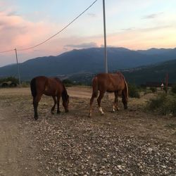 Horses standing in ranch against sky during sunset