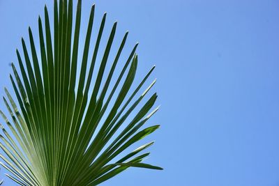 Close-up of palm tree against clear blue sky