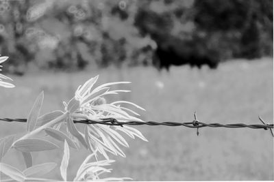 Close-up of plant against blurred background