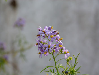Close-up of purple flowering plant