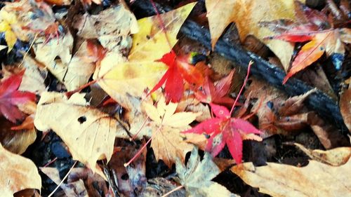 Full frame shot of dry maple leaves