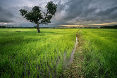 Scenic view of agricultural field against sky