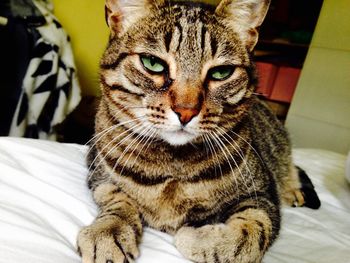 Close-up portrait of a cat