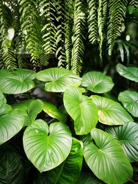 Close-up of green leaves