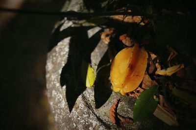 Close-up of fruit growing on tree