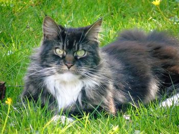 Portrait of cat on grassy field