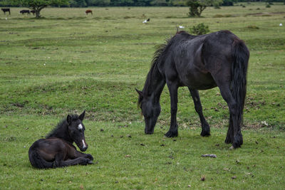 Horses in a field