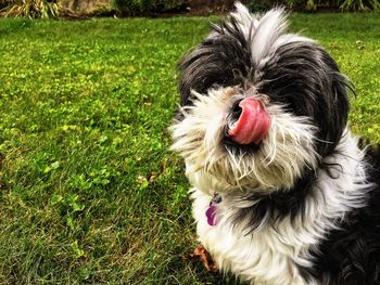 Dog sticking out tongue on grass