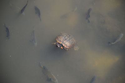 High angle view of turtle and fishes in water