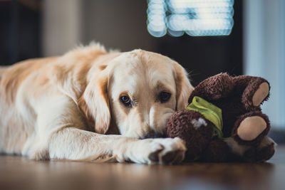 Close-up of dog