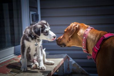 Dog looking away outdoors