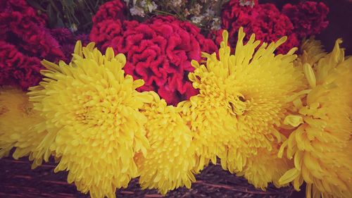 Close-up of yellow chrysanthemum