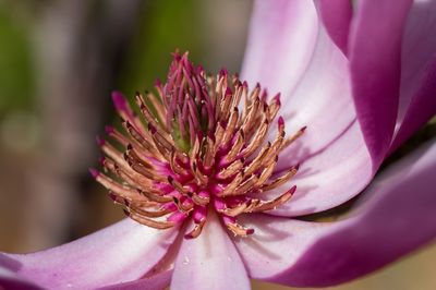 Close-up of pink rose flower