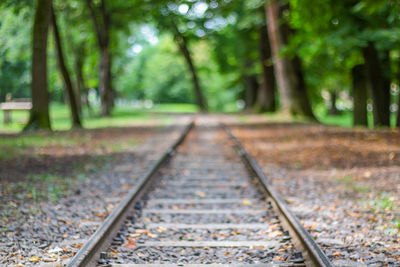 View of railroad tracks in forest