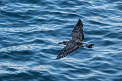 Close-up of bird flying over sea