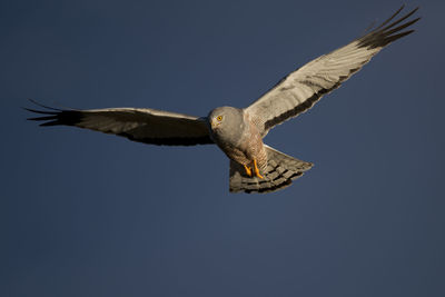 Low angle view of seagull flying