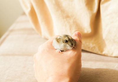 Cropped hand of person holding mouse