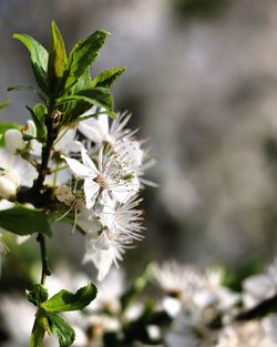 Close-up of white flowering plant