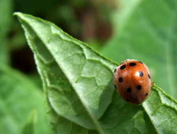 Close-up of insect on plant