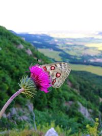 Close-up of butterfly on pink flower blooming in field