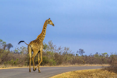 Low angle view of giraffe running on road against sky