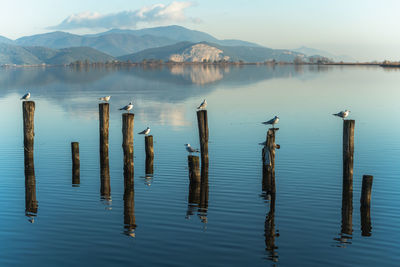 Blue lake with seagulls on wooden poles and mountains reflected on the water